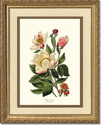 Peony, White | Flower/Floral Art Print