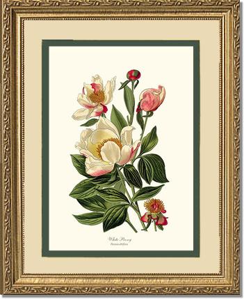 Peony, White | Flower/Floral Art Print
