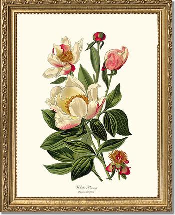 Peony, White | Flower/Floral Art Print