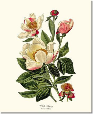 Flower Floral Print: Peony, White