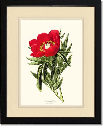 Peony, Common | Flower/Floral Art Print