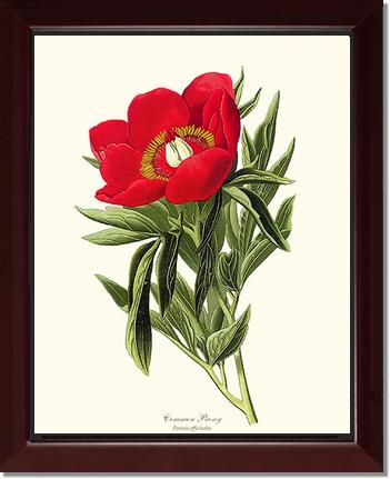Peony, Common | Flower/Floral Art Print