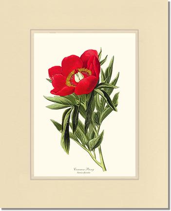 Peony, Common | Flower/Floral Art Print