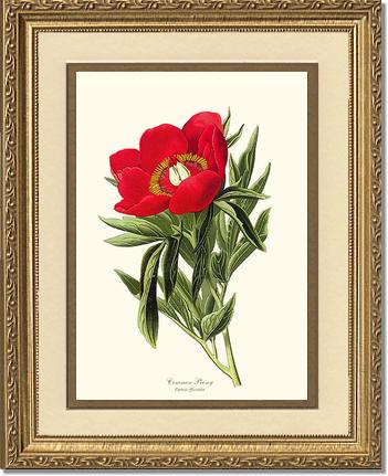 Peony, Common | Flower/Floral Art Print