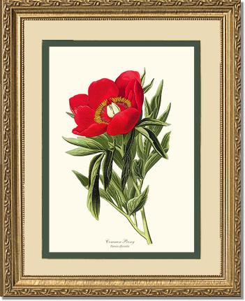 Peony, Common | Flower/Floral Art Print