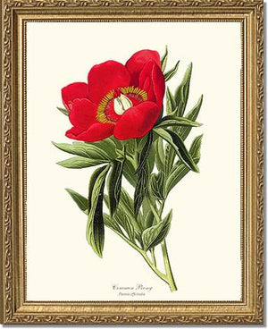 Peony, Common