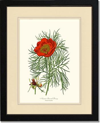 Peony, Narrow-Leaved | Flower/Floral Art Print