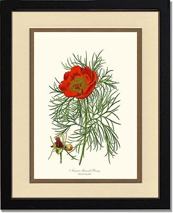 Peony, Narrow-Leaved | Flower/Floral Art Print