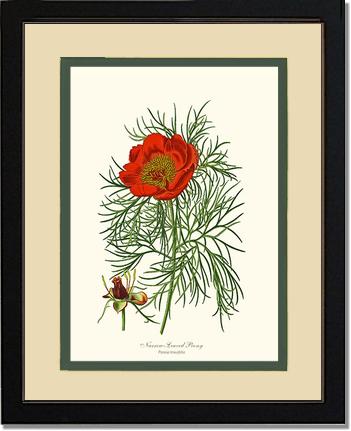 Peony, Narrow-Leaved | Flower/Floral Art Print