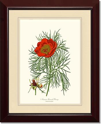Peony, Narrow-Leaved | Flower/Floral Art Print