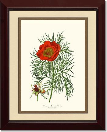 Peony, Narrow-Leaved | Flower/Floral Art Print