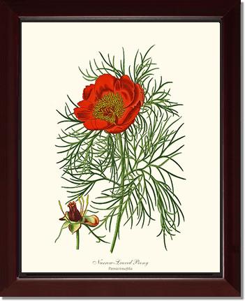 Peony, Narrow-Leaved | Flower/Floral Art Print