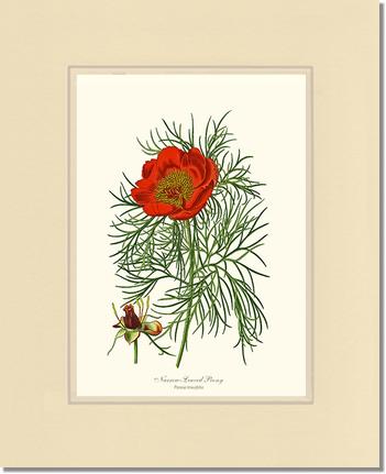 Peony, Narrow-Leaved | Flower/Floral Art Print