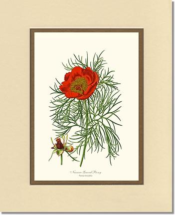 Peony, Narrow-Leaved | Flower/Floral Art Print
