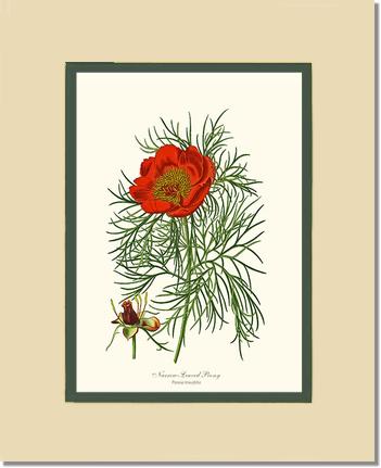 Peony, Narrow-Leaved | Flower/Floral Art Print