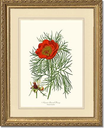 Peony, Narrow-Leaved | Flower/Floral Art Print
