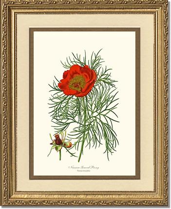 Peony, Narrow-Leaved | Flower/Floral Art Print