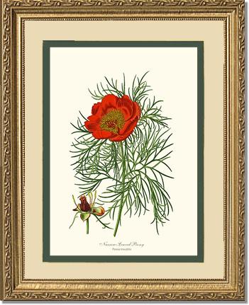 Peony, Narrow-Leaved | Flower/Floral Art Print