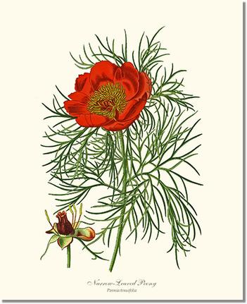 Peony, Narrow-Leaved | Flower/Floral Art Print
