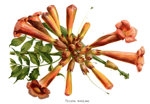 Trumpret Flower