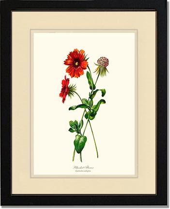 Blanket Flower | Flower/Floral Art Print