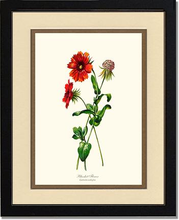 Blanket Flower | Flower/Floral Art Print