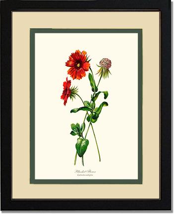 Blanket Flower | Flower/Floral Art Print