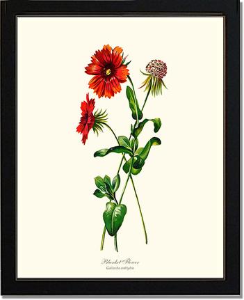Blanket Flower | Flower/Floral Art Print
