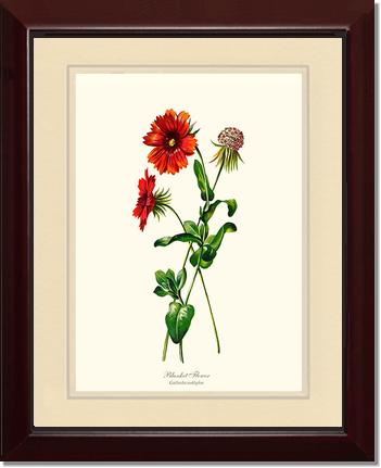 Blanket Flower | Flower/Floral Art Print