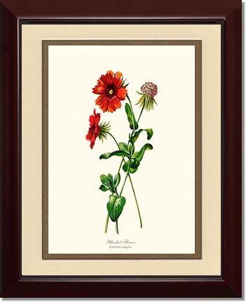 Blanket Flower | Flower/Floral Art Print