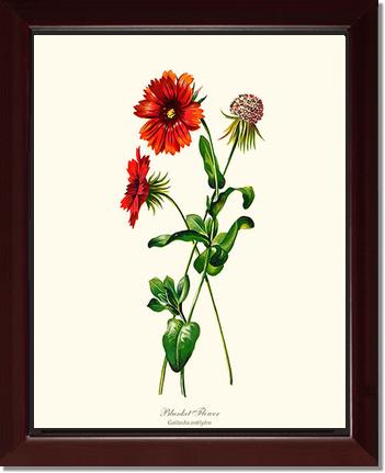 Blanket Flower | Flower/Floral Art Print