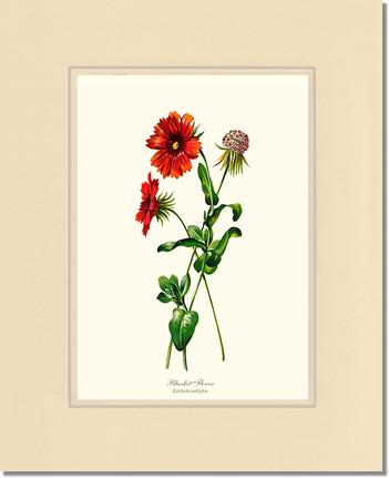 Blanket Flower | Flower/Floral Art Print