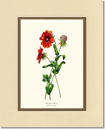 Blanket Flower | Flower/Floral Art Print