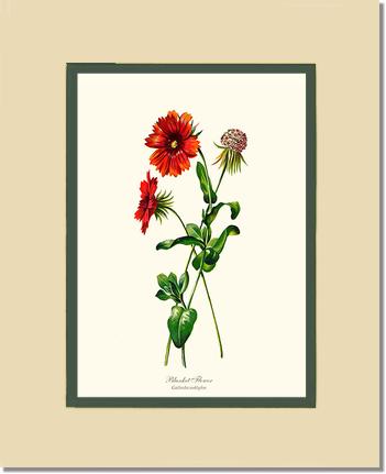 Blanket Flower | Flower/Floral Art Print
