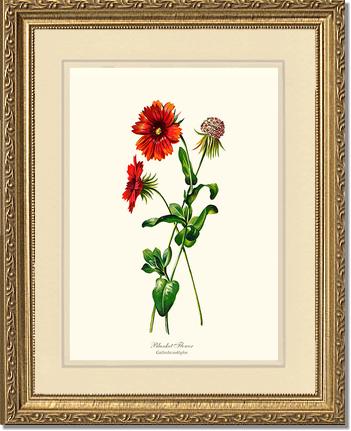 Blanket Flower | Flower/Floral Art Print