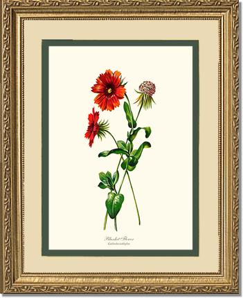 Blanket Flower | Flower/Floral Art Print