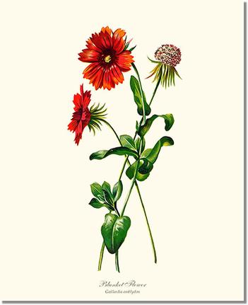 Blanket Flower | Flower/Floral Art Print