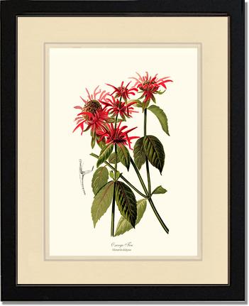 Oswego Tea | Flower/Floral Art Print