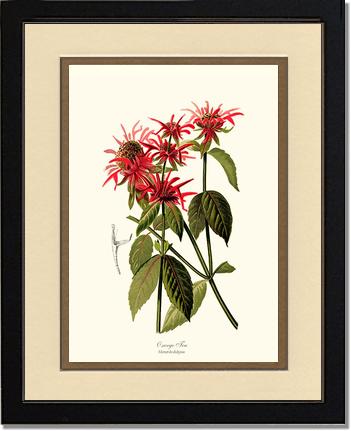 Oswego Tea | Flower/Floral Art Print