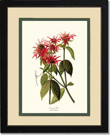 Oswego Tea | Flower/Floral Art Print