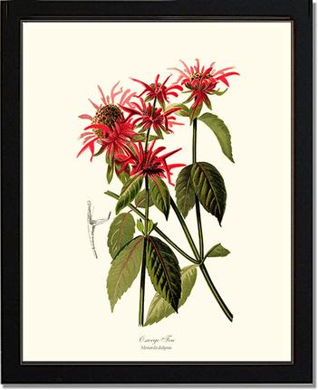 Oswego Tea | Flower/Floral Art Print