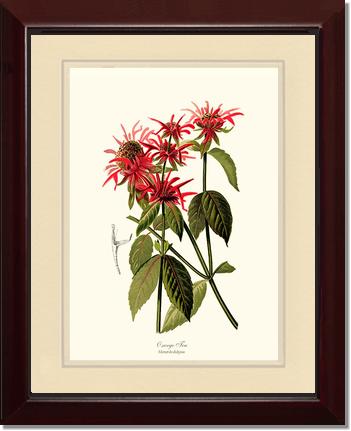 Oswego Tea | Flower/Floral Art Print