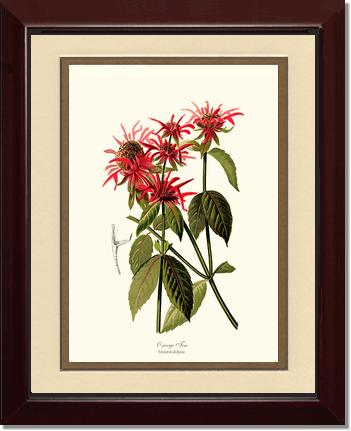 Oswego Tea | Flower/Floral Art Print