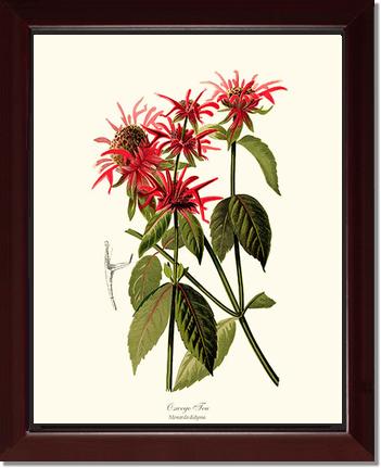 Oswego Tea | Flower/Floral Art Print