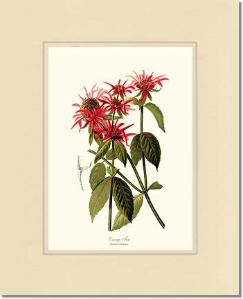 Oswego Tea | Flower/Floral Art Print
