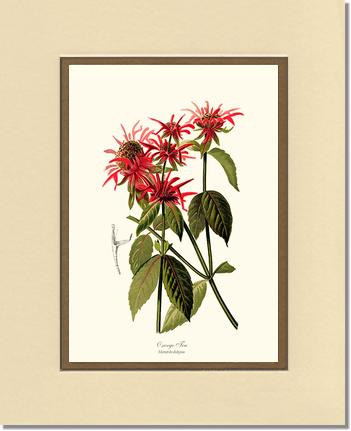 Oswego Tea | Flower/Floral Art Print
