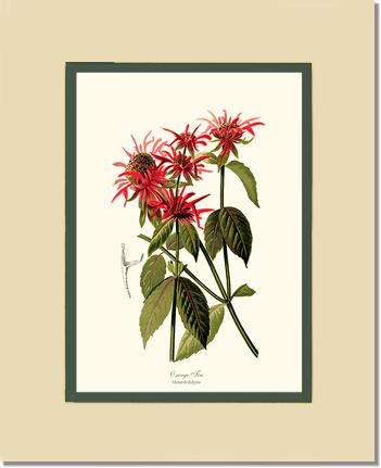 Oswego Tea | Flower/Floral Art Print