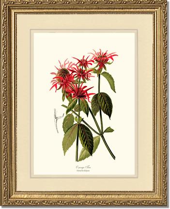 Oswego Tea | Flower/Floral Art Print