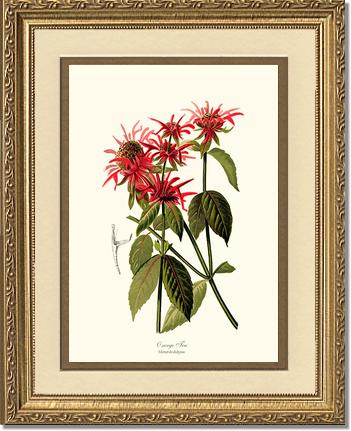 Oswego Tea | Flower/Floral Art Print