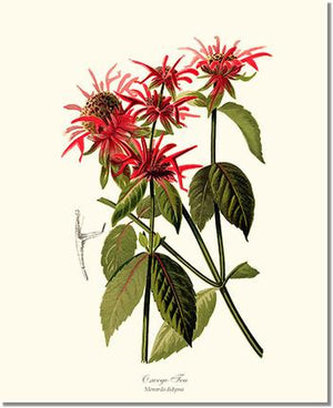 Flower Floral Print: Oswego Tea, Monarda, Bee Balm 